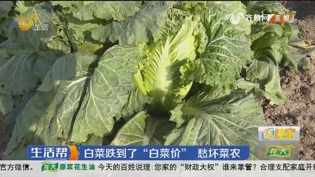 济南：白菜跌到了“白菜价” 愁坏菜农