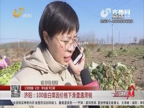 【记者跑腿】济阳：100亩白菜因价格下滑遭遇滞销