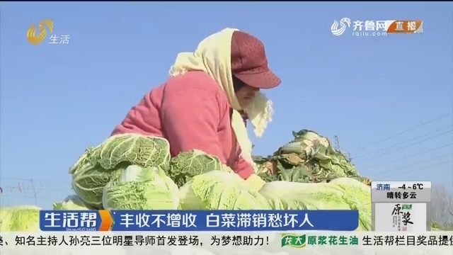 济南：丰收不增收 白菜滞销愁坏人