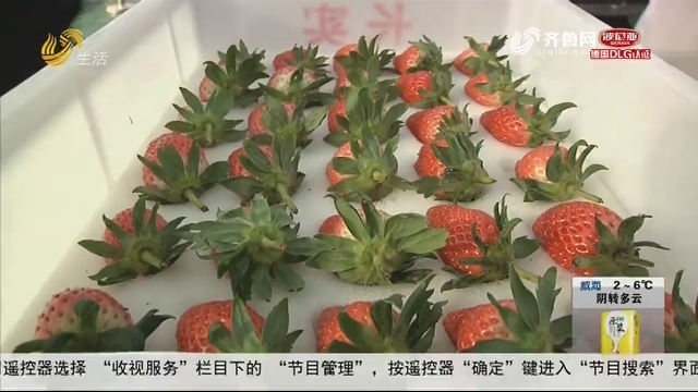 济南：尝鲜！又到一年草莓上市时