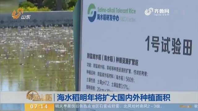 【昨夜今晨】海水稻2019年将扩大国内外种植面积