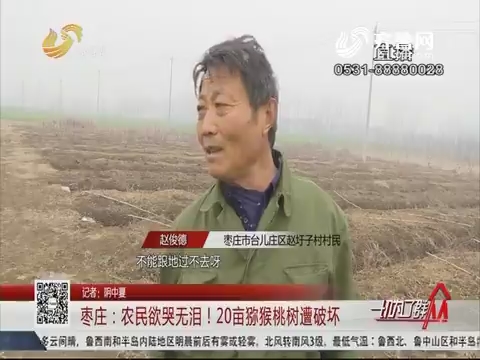枣庄：农民欲哭无泪！20亩猕猴桃树遭破坏