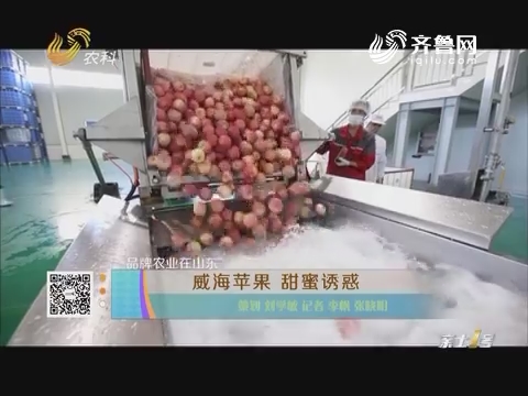 【品牌农业在山东】威海苹果 甜蜜诱惑
