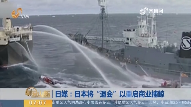 【昨夜今晨】日媒：日本将“退会”以重启商业捕鲸