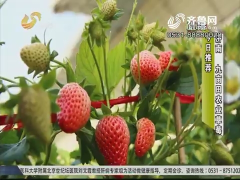 【大寻味】济南：九亩田农业草莓
