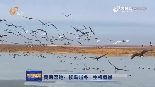 黄河湿地：候鸟越冬 生机盎然
