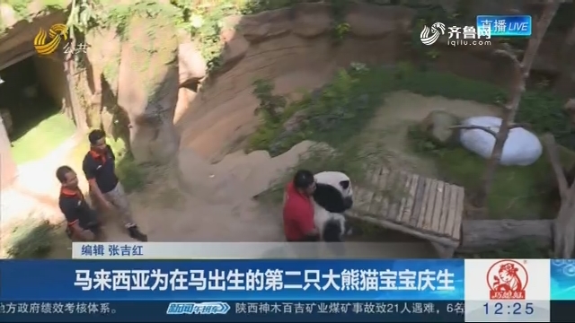 马来西亚为在马出生的第二只大熊猫宝宝庆生
