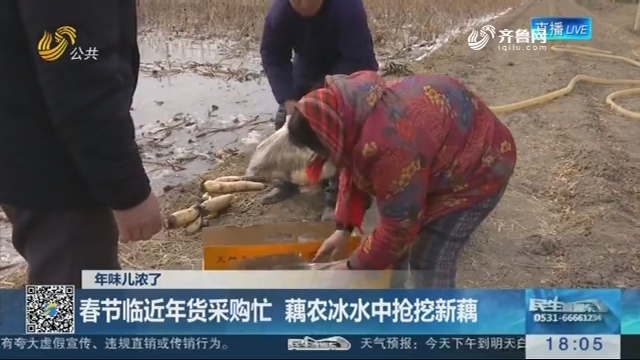 【年味儿浓了】济南：春节临近年货采购忙 藕农冰水中抢挖新藕
