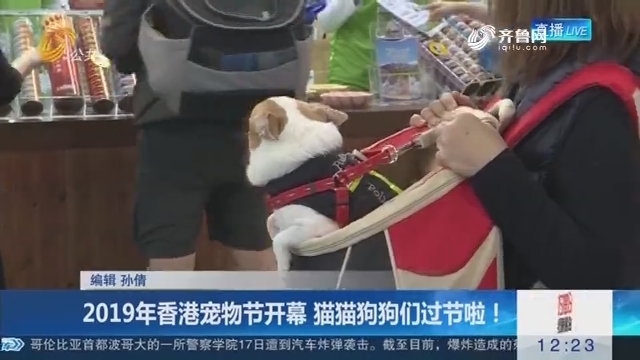 2019年香港宠物节开幕 猫猫狗狗们过节啦！