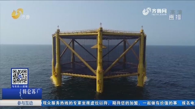 黄海冷水团三文鱼养殖项目中试成功
