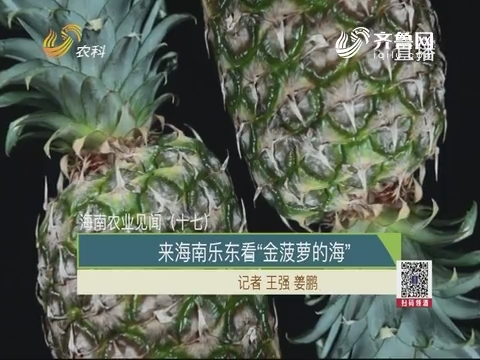 【海南农业见闻（十七）】来海南乐东看“金菠萝的海”