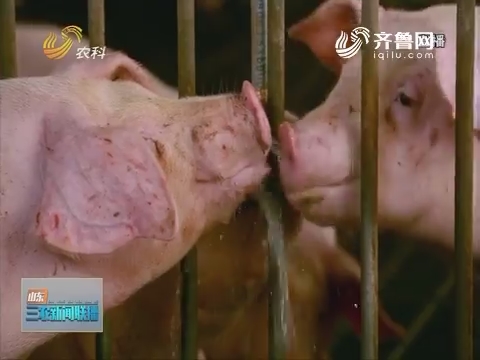 【记者观察】山东：多举措严查非洲猪瘟 生猪产销保持平稳