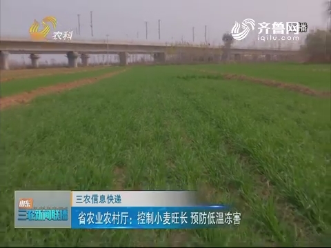【三农信息快递】省农业农村厅：控制小麦旺长 预防低温冻害