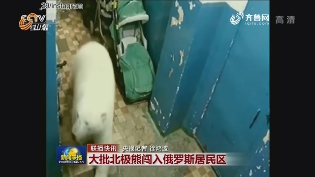 【联播快讯】大批北极熊闯入俄罗斯居民区