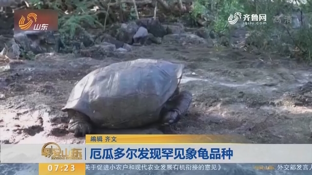 厄瓜多尔发现罕见象龟品种