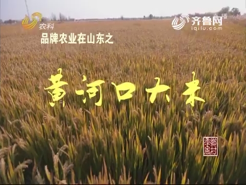 品牌农业在山东之黄河口大米