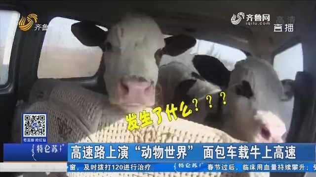 高速路上演“动物世界” 面包车载牛上高速