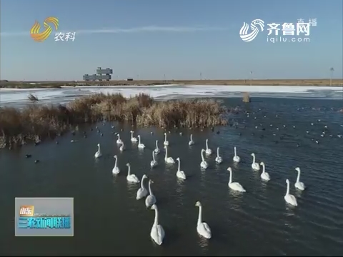 【建设生态山东】黄河三角洲：珍稀鸟类进入繁殖旺季