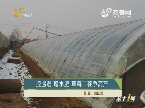 【农技一点通】控温湿 增水肥 草莓二茬争高产