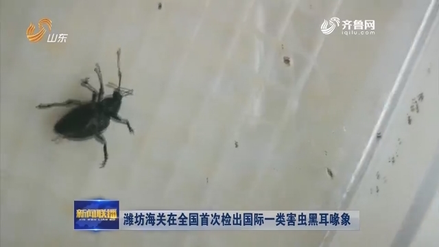 潍坊海关在全国首次检出国际一类害虫黑耳喙象