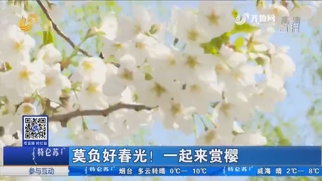 济南：莫负好春光！一起来赏樱