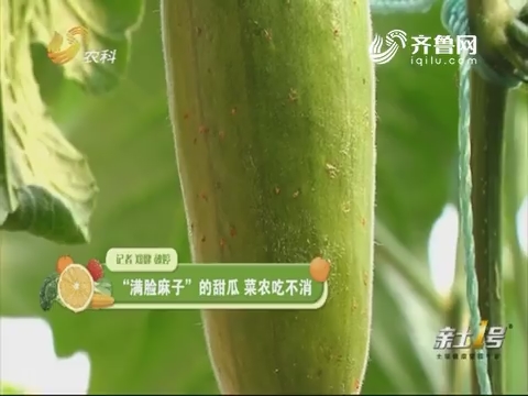 【植物医院】“满脸麻子”的甜瓜 菜农吃不消