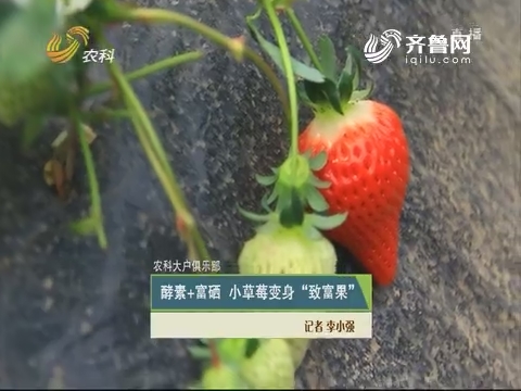 【农科大户俱乐部】酵素+富硒 小草莓变身“致富果”