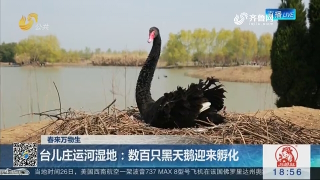 【春来万物生】台儿庄运河湿地：数百只黑天鹅迎来孵化