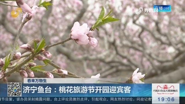 【春来万物生】济宁鱼台：桃花旅游节开园迎宾客