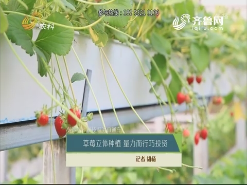 【小螺号·农技服务直通车】草莓立体种植 量力而行巧投资