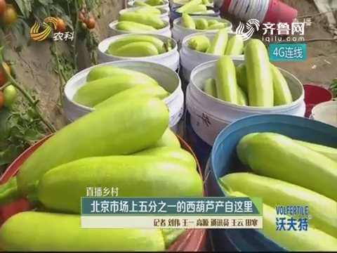 【直播乡村】北京市场上五分之一的西葫芦产自这里