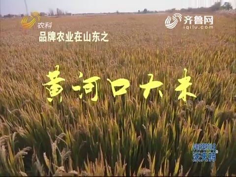 品牌农业在山东之黄河口大米