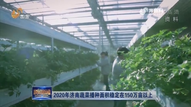 2020年济南蔬菜播种面积稳定在150万亩以上