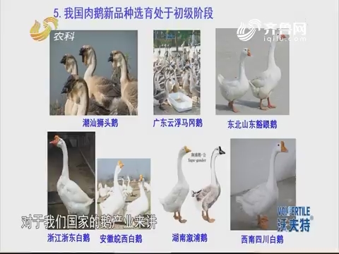 禽业专家：养鹅产业涉入黄金期