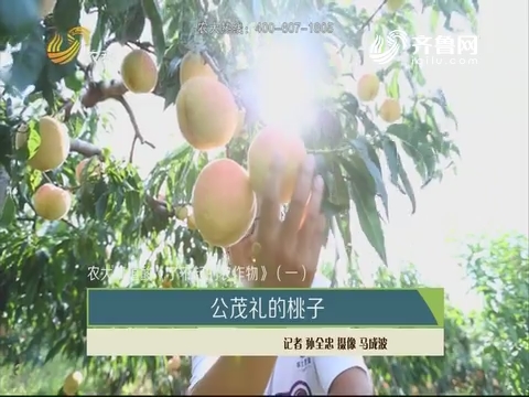 【农大腐植酸《了不起的农作物》（一）】：公茂礼的桃子