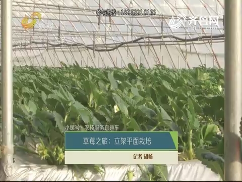 【小螺号·农技服务直通车】草莓之旅：立架平面栽培