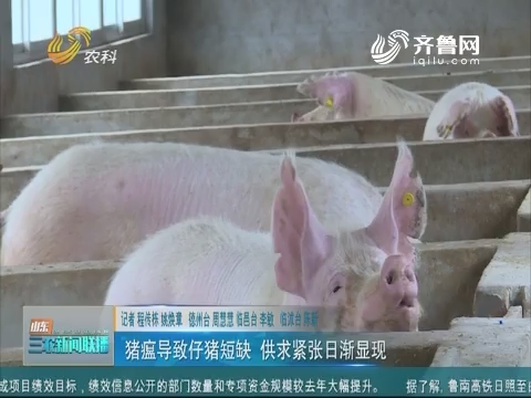 【记者观察】猪瘟导致仔猪短缺 供求紧张日渐显现