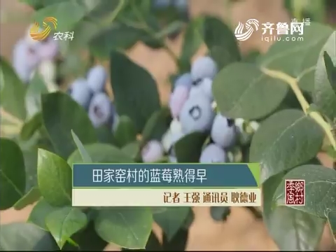 田家窑村的蓝莓熟得早
