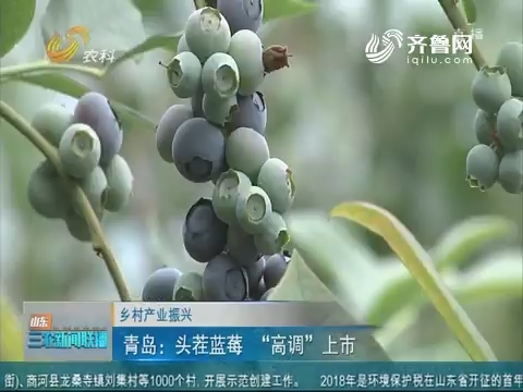 【乡村产业振兴】青岛：头茬蓝莓“高调”上市