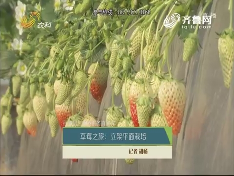 【小螺号·农技服务直通车】草莓之旅：立架平面栽培