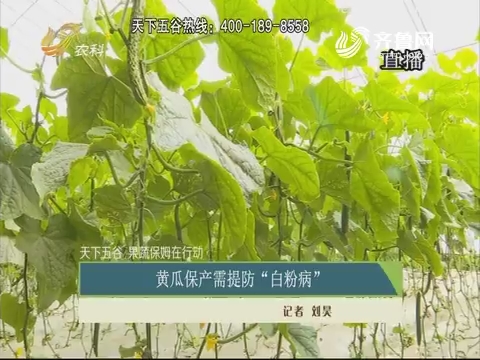 【天下五谷·果蔬保姆在行动】黄瓜保产需提防“白粉病”