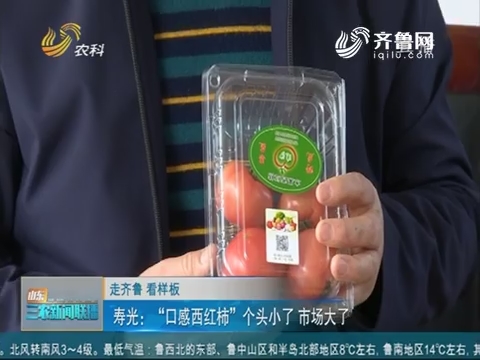 【走齐鲁 看样板】寿光：“口感西红柿”个头小了 市场大了