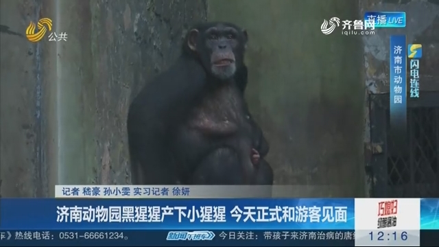【闪电连线】济南动物园黑猩猩产下小猩猩 4月24日正式和游客见面