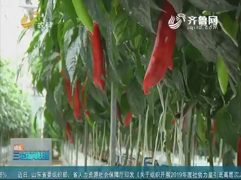 【关注菜博会】潍坊：蔬菜新品种 展会成“明星”