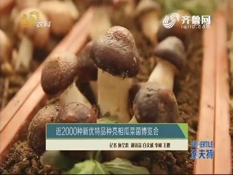 近2000种新优特品种亮相瓜菜菌博览会