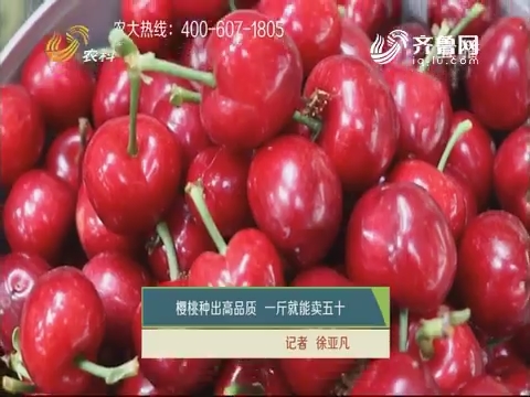 樱桃种出高品质 一斤就能卖五十