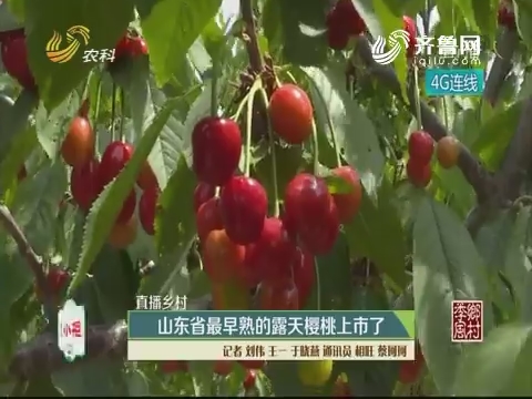 【直播乡村】山东省最早熟的露天樱桃上市了