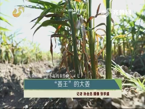 【农大腐植酸《了不起的农作物》（七）】“姜王”的大姜
