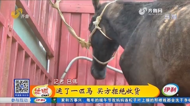 聊城：运了一匹马 买方拒绝收货