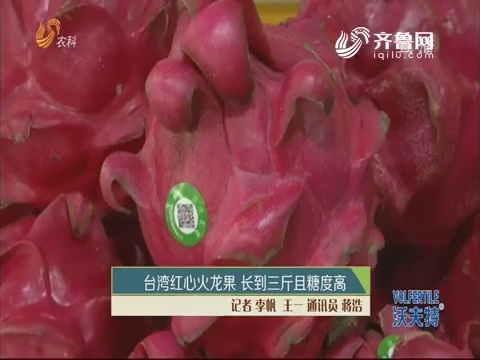 台湾红心火龙果 长到三斤且糖度高